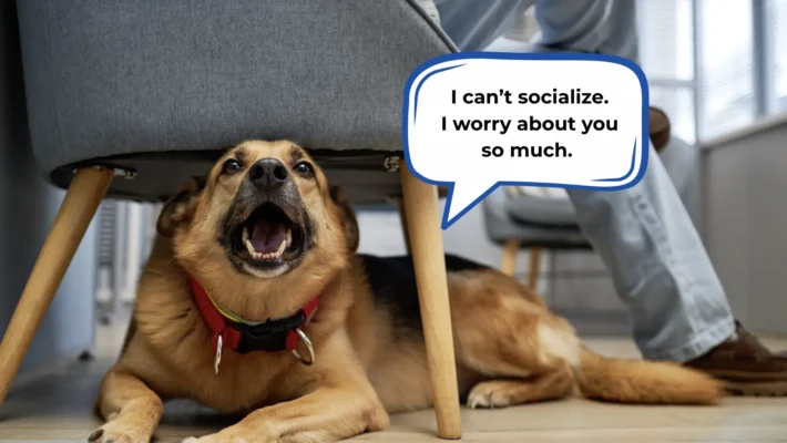 How to socialize a fearful dog