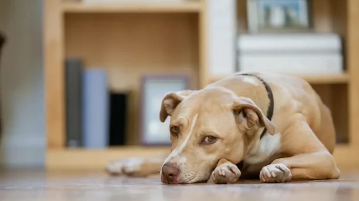 Make fearful dog more confident