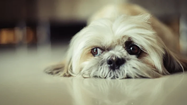 Make fearful dog more confident
