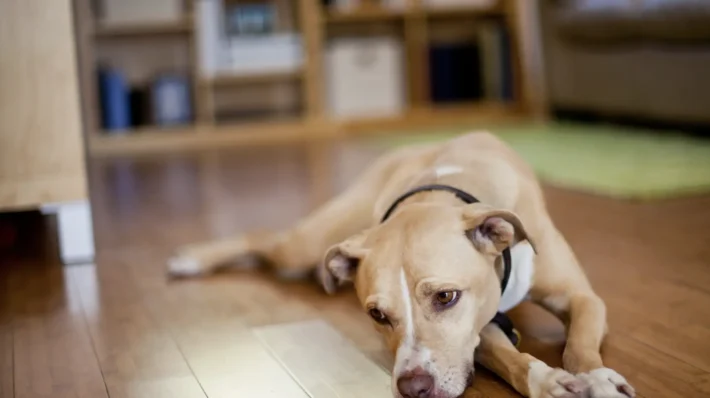 Make fearful dog more confident