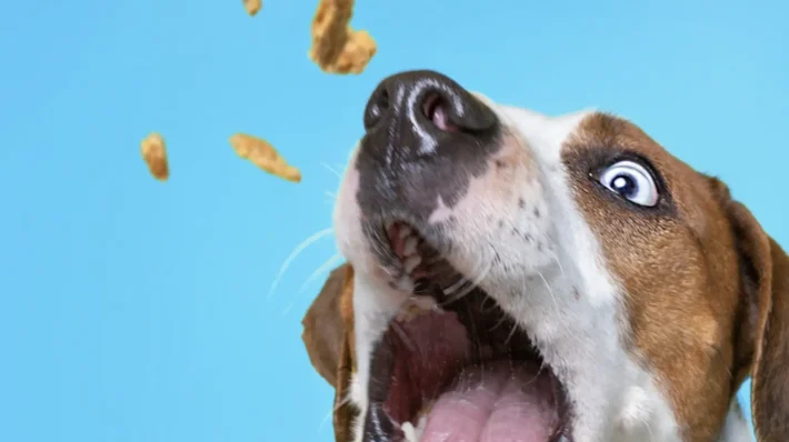 Reactive rescue dog