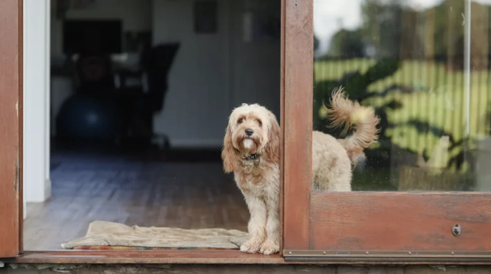 Rescue dog aggression