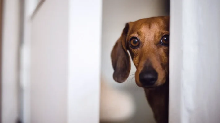Rescue dog reactivity