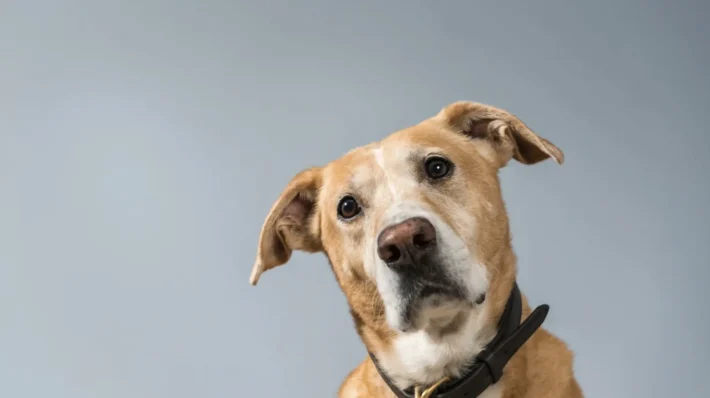 Rescue dog reactivity