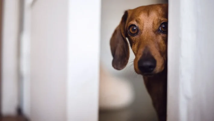 Signs of dog reactivity