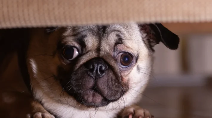 Socializing a fearful dog