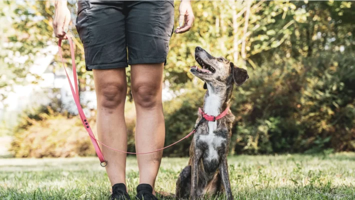 What causes dog reactivity