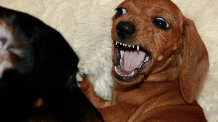What causes dog reactivity