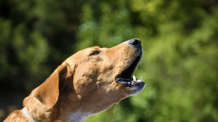 dog anxious during walks
