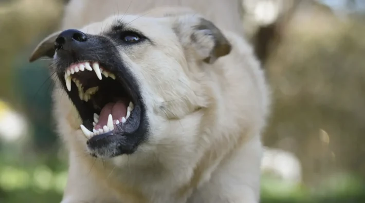 dog calming code