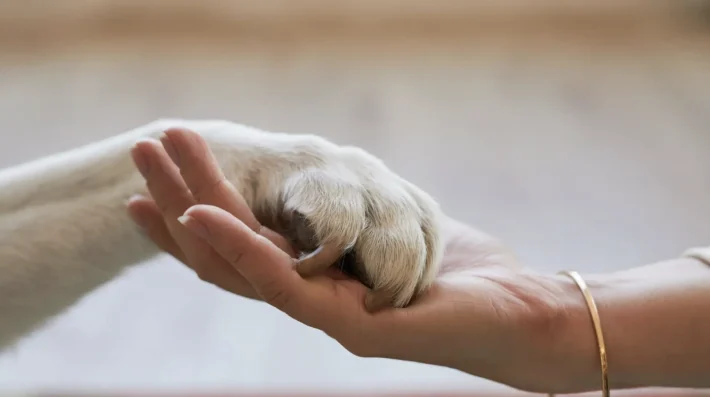 how to help rescue dogs