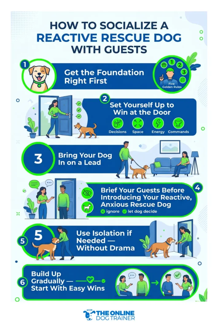 how to socialize a reactive rescue dog with guests