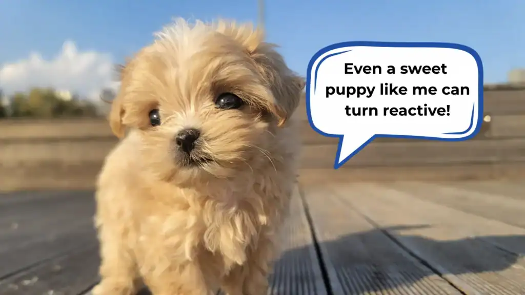 is my puppy becoming reactive