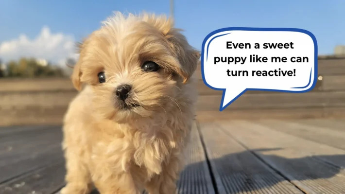 is my puppy becoming reactive