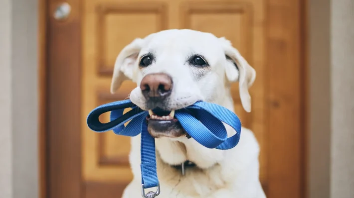 leash for dog walking