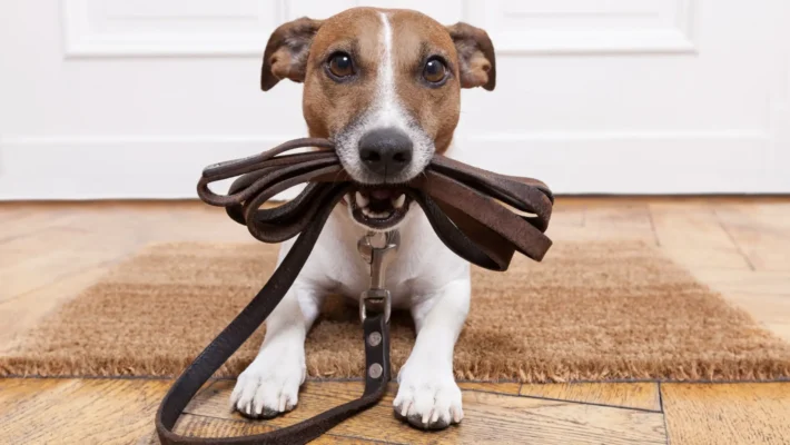 leash for rescue dogs