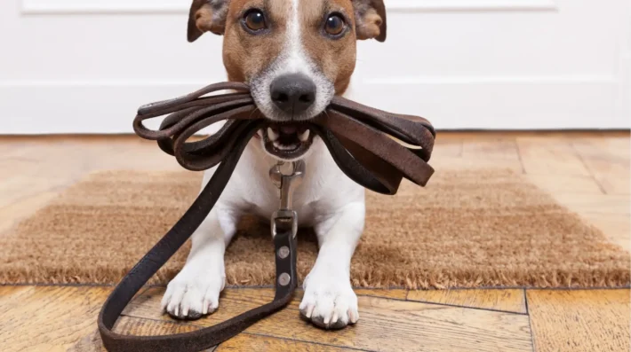 leash reactive dogs