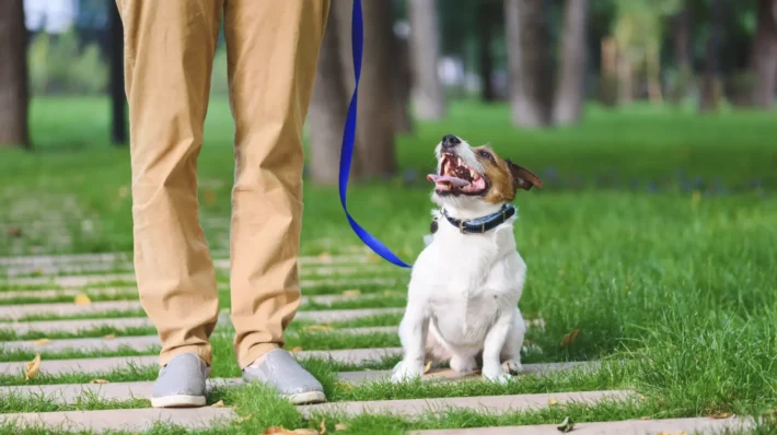 leash training reactive dogs