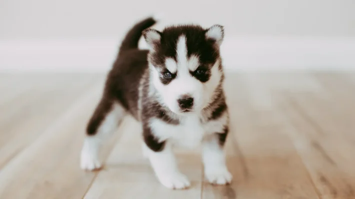 puppy becoming reactive