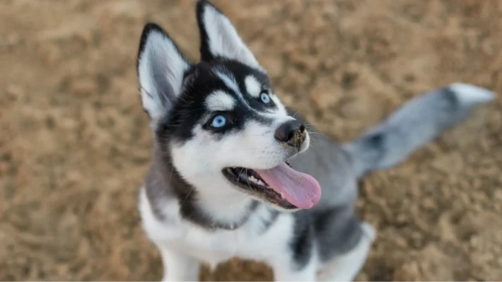 puppy turns aggressive