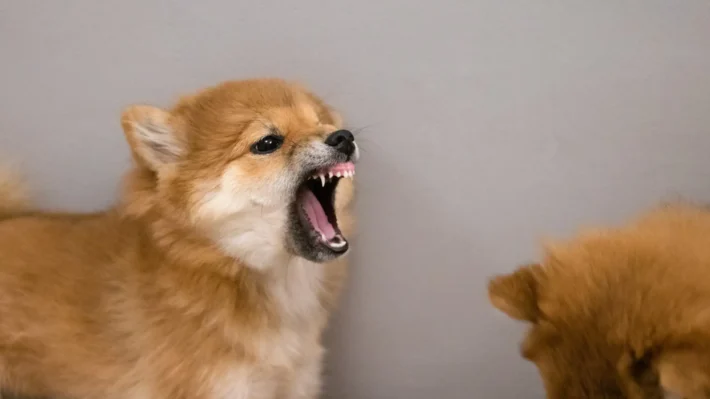 puppy turns aggressive