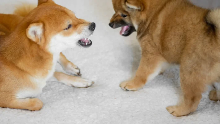 puppy turns into a reactive dog