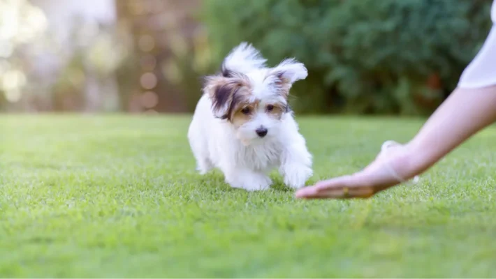 puppy turns reactive
