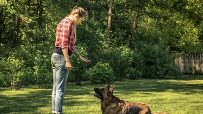 the dog calming code doggy dan