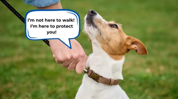 Anxious dog outdoors
