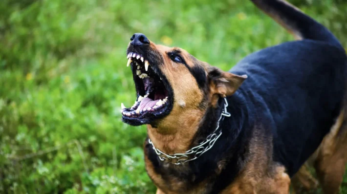 dogs suddenly fighting each other