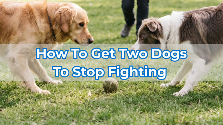 how to get two dogs to stop fighting