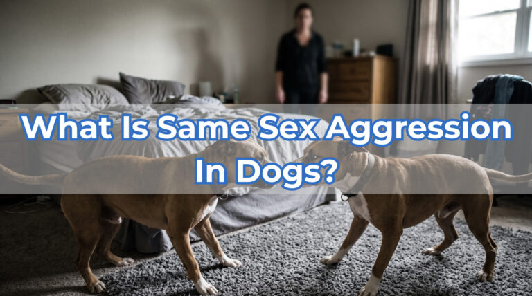 same gender aggression in dogs