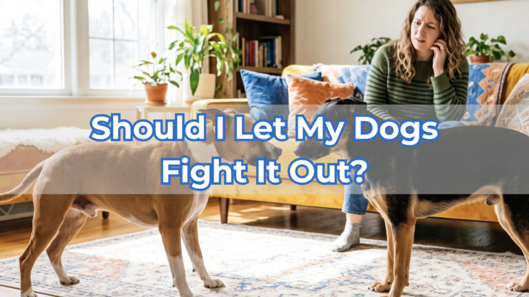 should you let dogs fight it out
