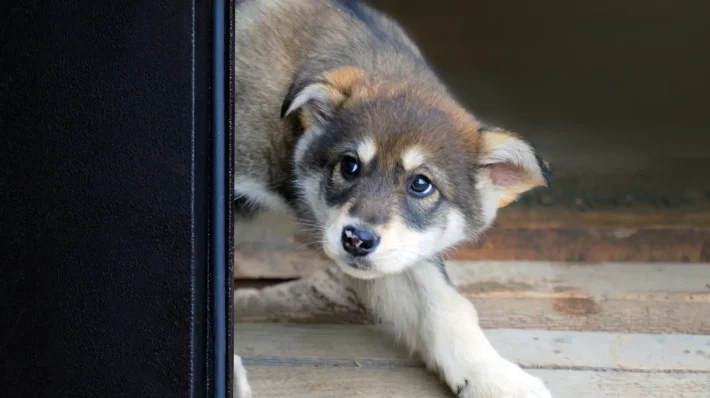 fear based aggression dogs