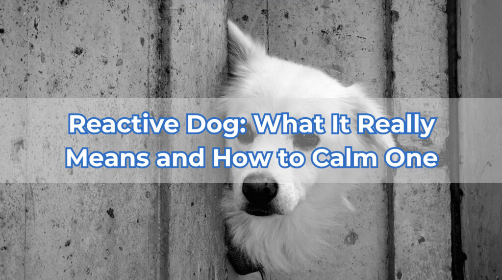 how to train a reactive dog