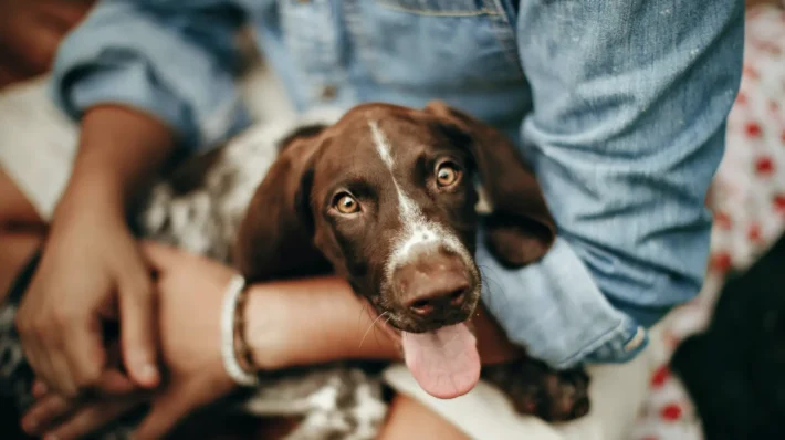how to train reactive dog