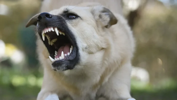 aggressive dog behavior