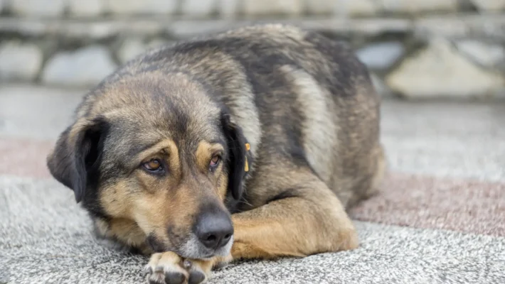 what causes dog aggression