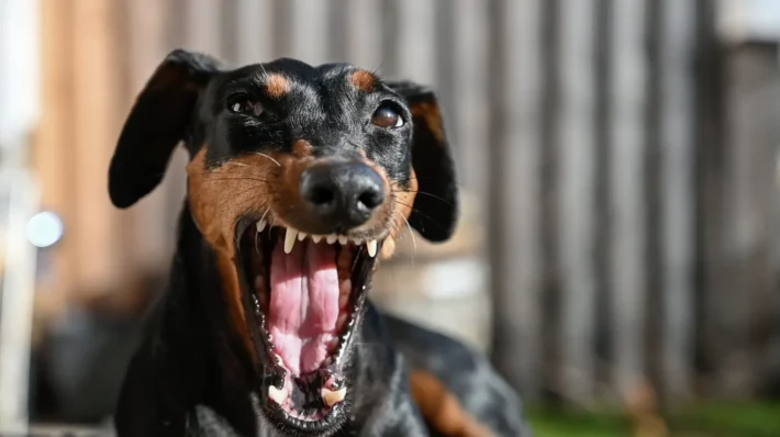 why is my dog aggressive