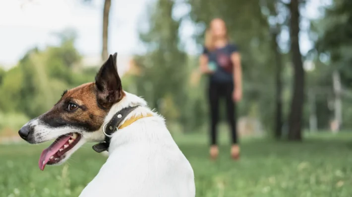 dog training reactive dog