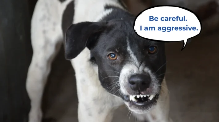 aggressive dog