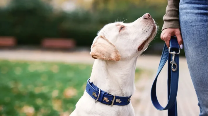best dog training for reactive dogs