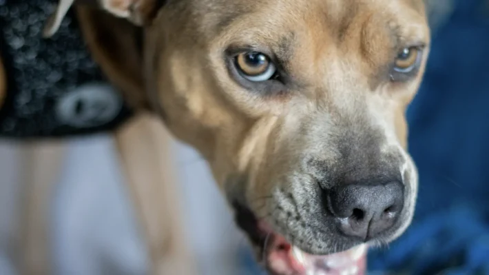 growling dog aggression