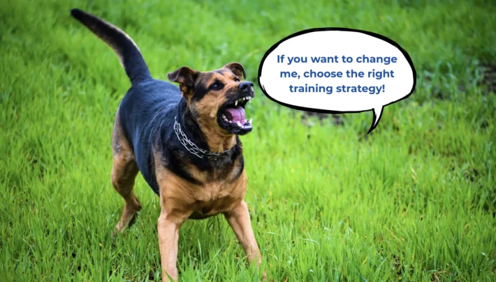 training reactive dog