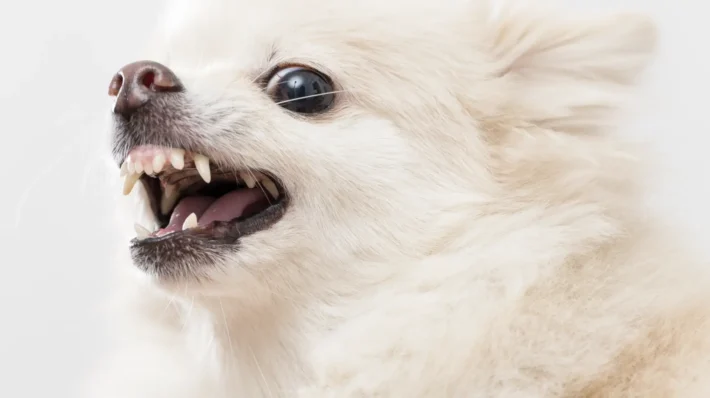training a reactive dog