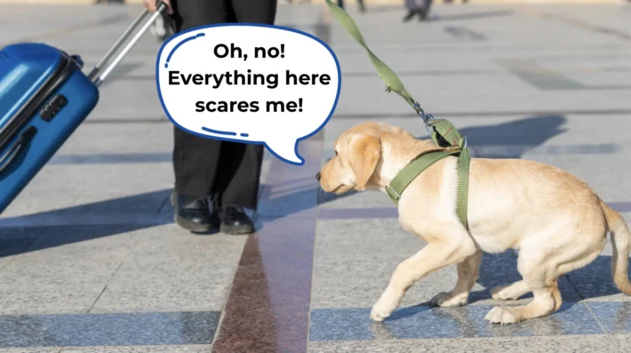 why are reactive dogs scared all the time
