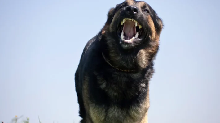 the main cause for dog aggression