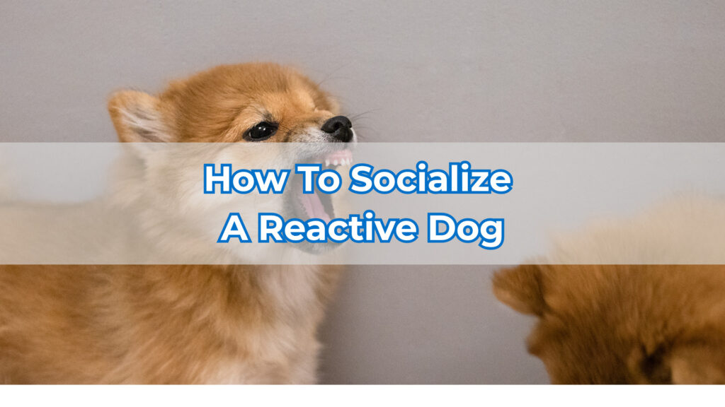 how to socialize a reactive dog