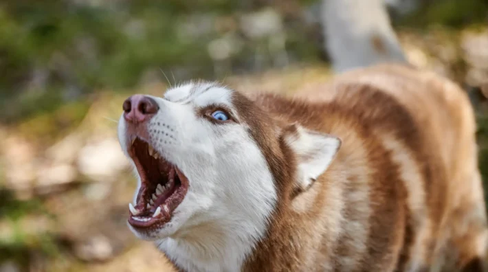 aggressive dog behavior