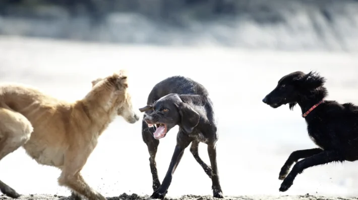 dog reactive to other dogs
